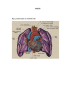 faa lacunar infarct